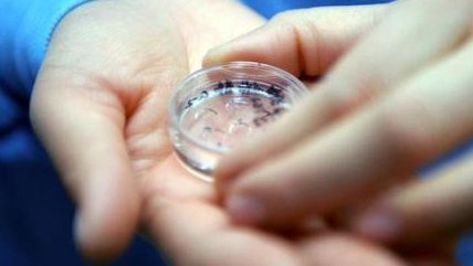 试管婴儿中桑葚胚胎是不是最优质的？移植后成功率怎么样？