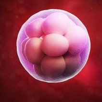 促排卵后成熟卵泡不排出怎么办？不排卵的原因是什么？